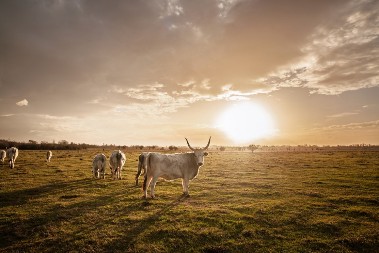 Život između zore i štale: Kako izgleda dan jednog stočara u Srbiji