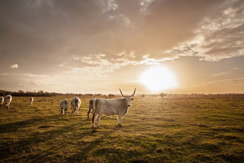 Život između zore i štale: Kako izgleda dan jednog stočara u Srbiji
