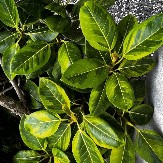 Negujte ga ovako i bendžamin će biti visok, zdrav i bujan: Prelepa "uplakana smokva" nije zahteva, a čini dom otmenim