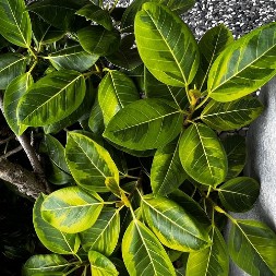 Negujte ga ovako i bendžamin će biti visok, zdrav i bujan: Prelepa "uplakana smokva" nije zahteva, a čini dom otmenim