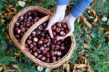 KRALJEVSKI KESTEN IZ SRBIЈE: Zašto je pitomi kesten sa Fruške Gore zaboravljen i kako se pravi najzdraviji posni hleb