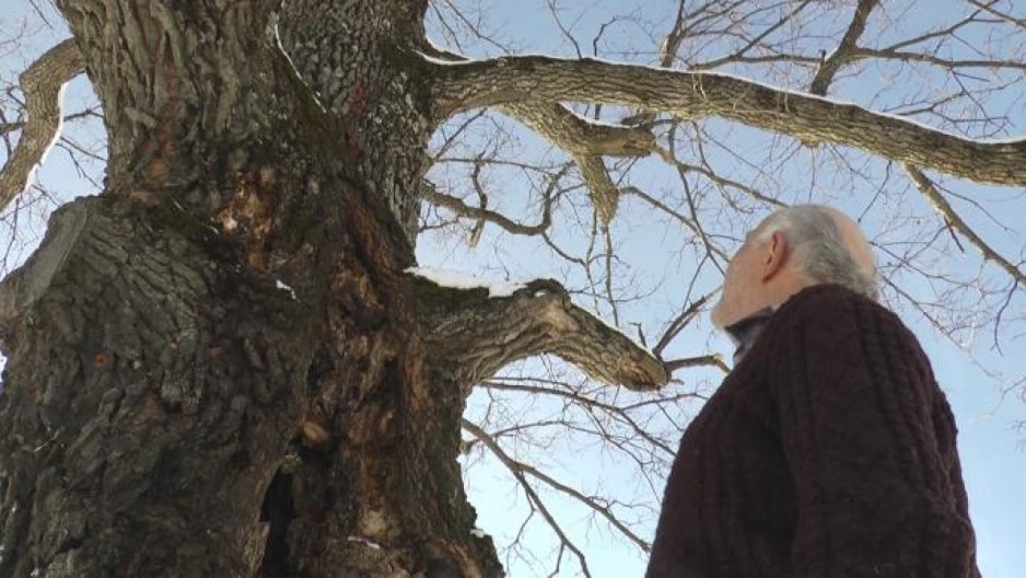 LEGENDA O ZAVETNOM KRSTU: Zašto se na planini Jastrebac nalazi hrast koji isceljuje i kako se ostavlja "zavet za zdravlje"