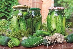 HRANA KOЈA LEČI: Zašto su čačanski kiseli krastavci lekovitiji od ostalih i tajna sporog kiseljenja