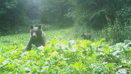 Za 6.000 dinara možete iz "čeke" da posmatrate medveda na Tari, ako se ne pojavi - pola para dobijate nazad