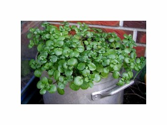 OVIH 5 BILJAKA SVAKA KUĆA TREBA DA IMA: Ako imate njih, imate pravo blago - evo i zašto!