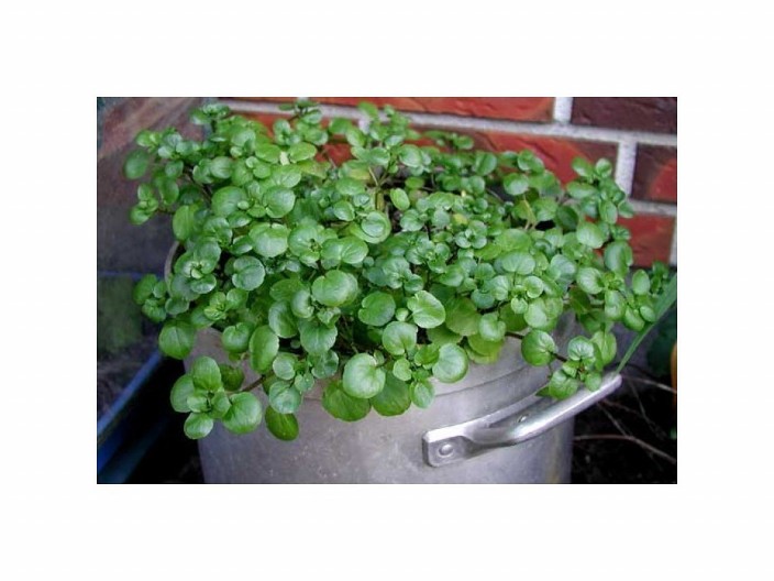 OVIH 5 BILJAKA SVAKA KUĆA TREBA DA IMA: Ako imate njih, imate pravo blago - evo i zašto!