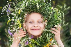 Zlatna trava ivanjčica: Biljka koju su devojke brale u ponoć za sreću u ljubavi