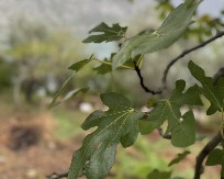 Ovaj lekoviti čaj snižava šećer, reguliše probleme sa disanjem i smanjuje trigliceride: Smokvin list prirodna riznica zdravlja - evo kako se najlakše konzumira