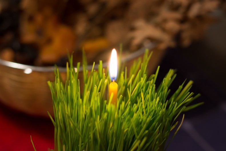 Bliži se pravi trenutak da posejete božićnu pšenicu: Evo kako da vam ispadne što lepša