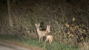 Neverovatan susret i pogled koji govori više od hiljadu reči: Vladimir kod Nove Varoši nasred puta video upplašenu srnu - nije mogao da je ostavi u opasnosti