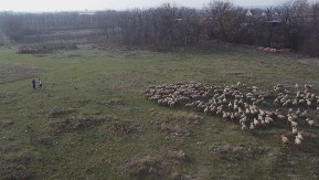 Brat i sestra rame uz rame rade na velikoj farmi: Željana (16) i Teodor (18) ustaju ranom zorom i sve postižu, ne beže od posla i ponos su svojih roditelja