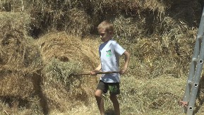 Najmlađi domaćin u Srbiji: Sedmogodišnji Bogdan sa dedom radi mnoge poslove na imanju - njegove ruke su male, ali spremne da pomognu