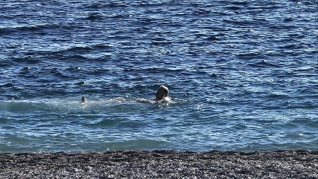 Otvorena sezona kupanja na Crnogorskom primorju već 1. januara, brčkanje u ledenoj vodi kao da je jul