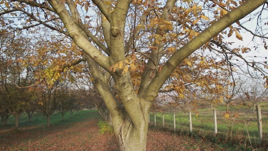 Ovo drvo nikako ne treba saditi blizi kuće: Verovanje kaže da donosi bedu i lošu sreću u dom