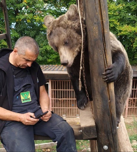 Ova slika nije AI generisana nego stvarnost sa planine Ozren - medvedice Maša i Ljubica spasene od smrti, sada su prave nežnice dobrice