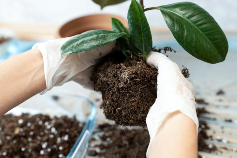 16 vrsta cveća koje se seje u januaru i ferbruaru: U proleće nećete moći da prepoznate svoje dvorište