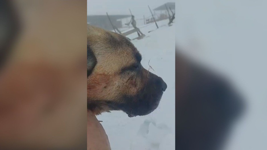 Neustrašivi pas spasio ovce od vuka - usmrtio zver, a iako povređen kangal Ajaz pravi je borac i heroj 