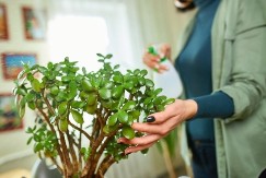 Dodajte ova 2 sastojka u saksiju i krasula će rasti ludom brzinom