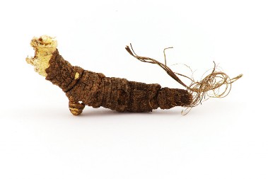 Amajlija koju su nosili ratnici za zaštitu i sreću - Raskovnik, koren tajni sa planina istočne Srbije