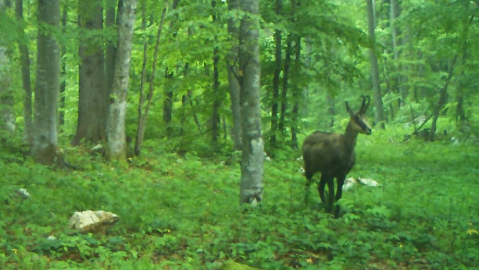 Kraljice litica ponovo osvajaju Srbiju – Divokoze sa Tare na novim planinama