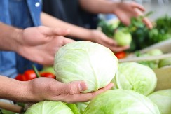 Futoški, zlatno jutro, srpski melez: Znate li koja sorta kupusa (ni)je dobra za zimnicu?