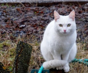 BELA MAČKA VAM JE PREŠLA PUT? Evo šta to zapravo znači