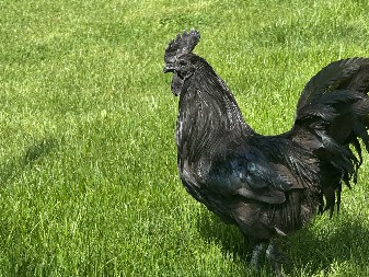 Ovo je perje zlata vredno: Mujo iz Novog Pazara čuva najskuplje kokoške na svetu, kod njih je sve crno – i oko, i hober i meso (FOTO)