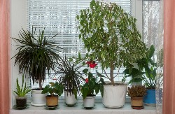 3 biljke koje se od pamtiveka smatraju najboljim za kuću: Teraju negativnu energiju, pročišćavaju vazduh i privlače novac