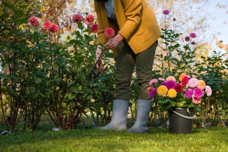 Kako da sačuvate dalije preko zime: Korak po korak