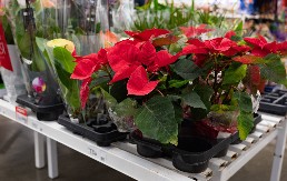 LEGENDA KOJA SE KRIJE IZA BILJKE BOŽIĆNA ZVEZDA: Nosi prelepu simboliku, a daruje se posebnim osobama