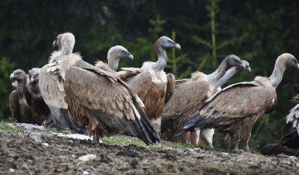 Zahvaljujući ovim ljudima divlje životinje i retke ptice imaju šta da jedu: Hranilište Kašan je za njih je restoran sa 5 zvezdica, važan projekat realizovan ove godine