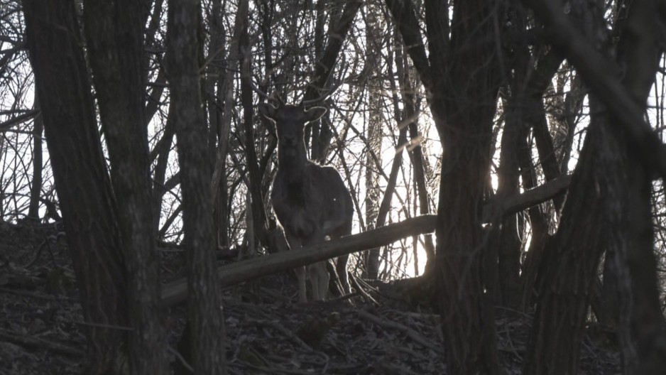 Beli jelen sa Lovćena doveden u Šumadiju: Dušan iz sela Brzan ima jedinstvenu farmu na kojoj gaji divljač - jedan lepotan posebno se ističe