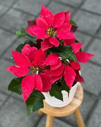 VREME JE ZA BOŽIĆNU ZVEZDU: Kako se neguje najpoznatija praznična biljka?