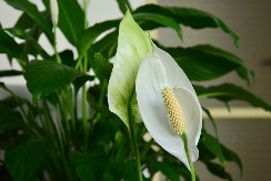 Uz ove dve cake vaša omiljena biljka će prezimiti bez po muke