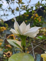 Ovo cveće može da prezimi napolju bez problema: Ne smeta mu čak ni sneg