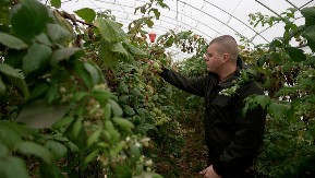 Berba malina u punom jeku u Arilju iako zima samo što nije počela: Crveno zlato gaji se i u plastenicima - grad i mraz koji su desetkovali rod sada ovom voću ne mogu ništa