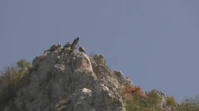 Rajka stigla do Izraela, Nera da Egipta: Srpski beloglavi supovi ove jeseni razleteli se širom sveta - na proleće se vraćaju kući