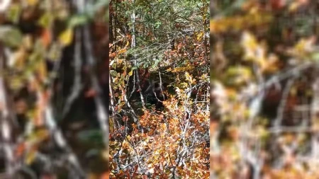 Pronađi medu na slici: Opasan susret oči u oči sa šumskom zveri na Tari - ali medved je potpuno iskulirao ljude koji su radili u blizini