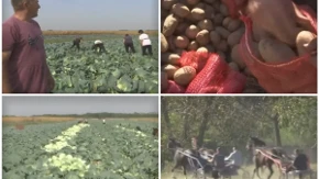 Ovo selo u Srbiji je država u državi! Sami grade škole i puteve: Svi rade i odlično zarađuju!