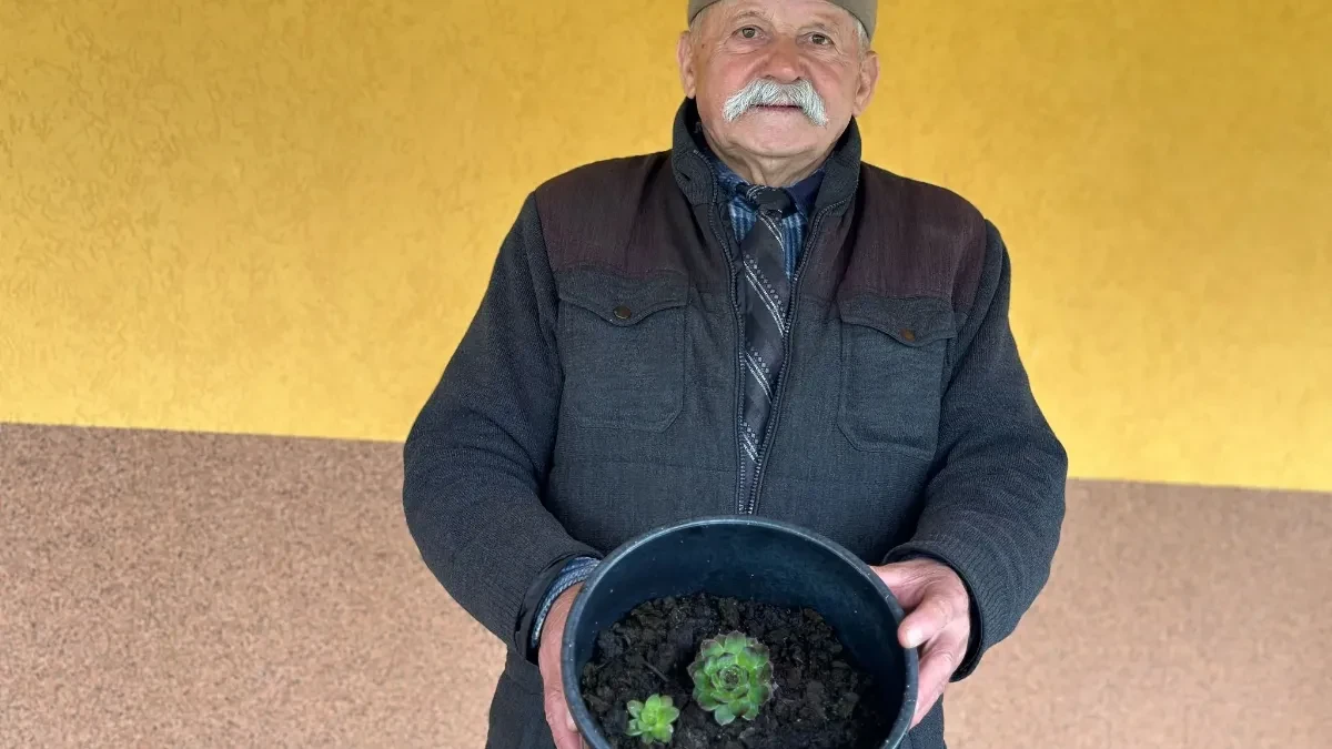 Lekari u čudu: Svako jutro uzimala jedan list čuvarkuće, evo šta joj se dogodilo (video)
