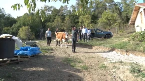 Krava sa teletom kao najlepši i najvredniji poklon za dvojicu dečaka: Vladimirka teško živi sa sinovima - sada od dobrih ljudi stigla pomoć