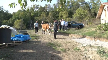 Krava sa teletom kao najlepši i najvredniji poklon za dvojicu dečaka: Vladimirka teško živi sa sinovima - sada od dobrih ljudi stigla pomoć