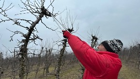 Rezidba voća u čačanskom kraju u punom jeku, evo šta kažu stručnjaci - kako je najbolje uraditi