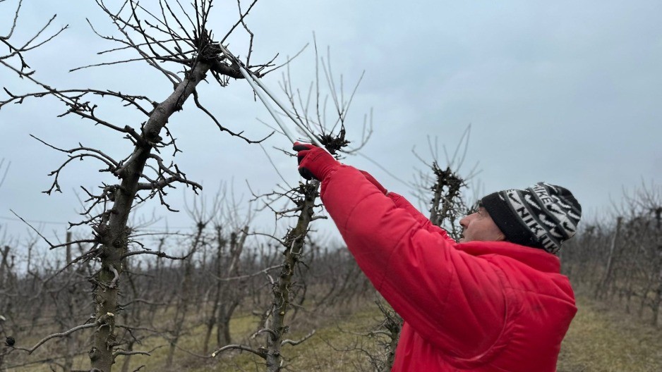 Rezidba voća u čačanskom kraju u punom jeku, evo šta kažu stručnjaci - kako je najbolje uraditi