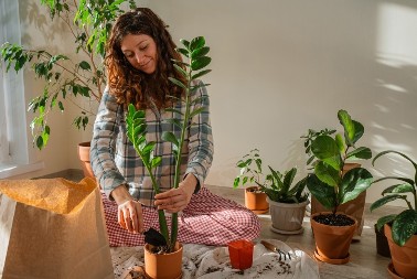 Ova biljka je toliko otporna da je zovu "gvozdena biljka": Idealna je za one koji „ubiju bilo šta, čak i kaktus“, a ulepšaće i vaš kancelarijski sto