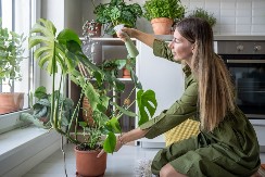 Ovu biljku je imala svaka kuća u Jugoslaviji a sad se vraća na velika vrata: Ulepšava svaki prostor, a uz jedan trik bujaće kao iz vode