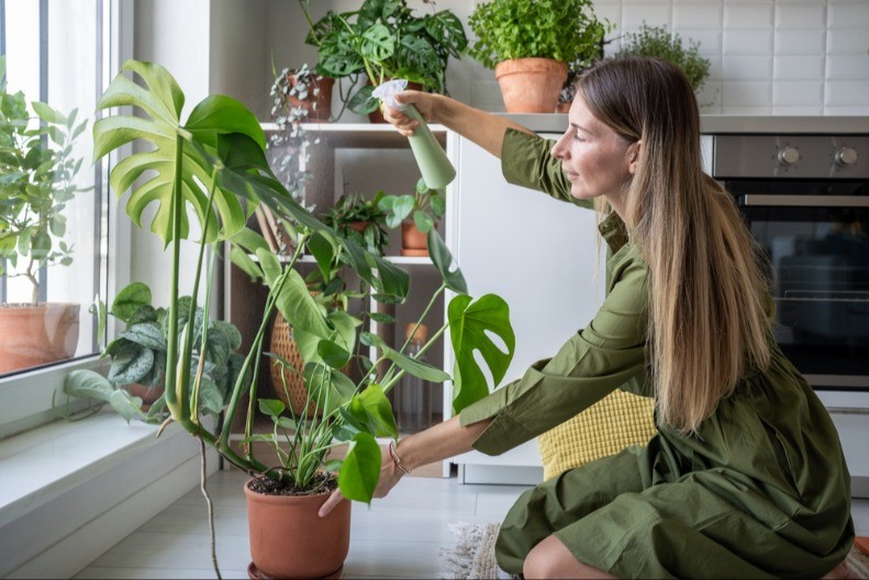 Ovu biljku je imala svaka kuća u Jugoslaviji a sad se vraća na velika vrata: Ulepšava svaki prostor, a uz jedan trik bujaće kao iz vode