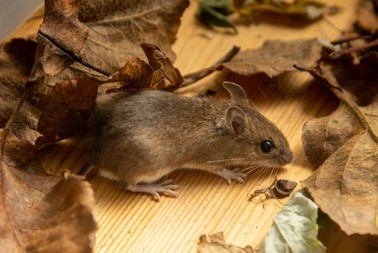 Ovi predmeti koje svi imamo u domu su magnet za miševe i pacove