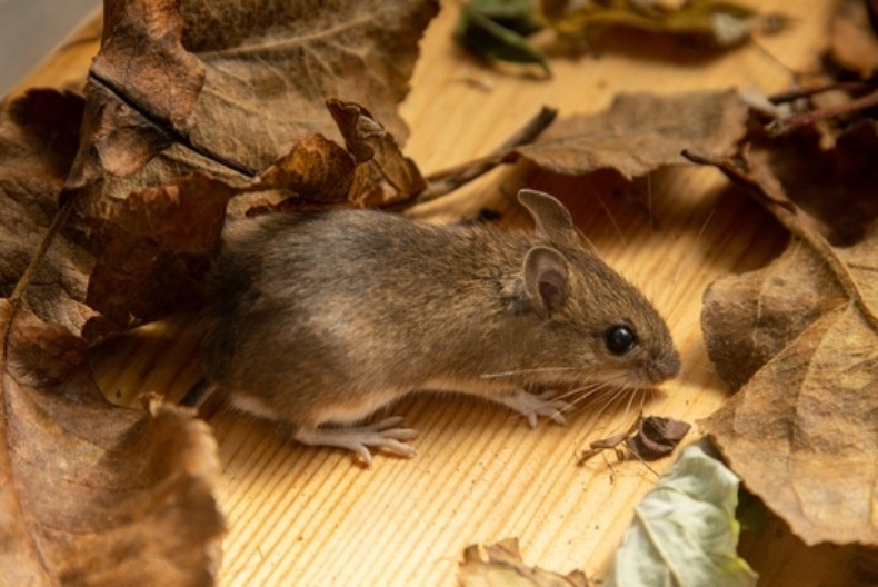 Ovi predmeti koje svi imamo u domu su magnet za miševe i pacove