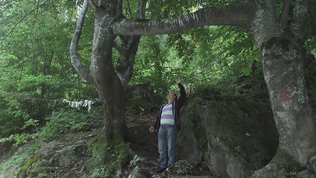  Dve bukve spojene trećom – smatraju ih čarobnim i ovde dolaze da spasu veze koje su "na staklenim nožicama“ 